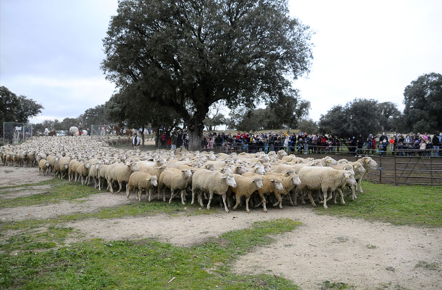 El domingo 14, regresan las ovejas al Monte de Boadilla para acompañar al belén viviente El domingo 14, regresan las ovejas al Monte de Boadilla para acompañar al belén viviente