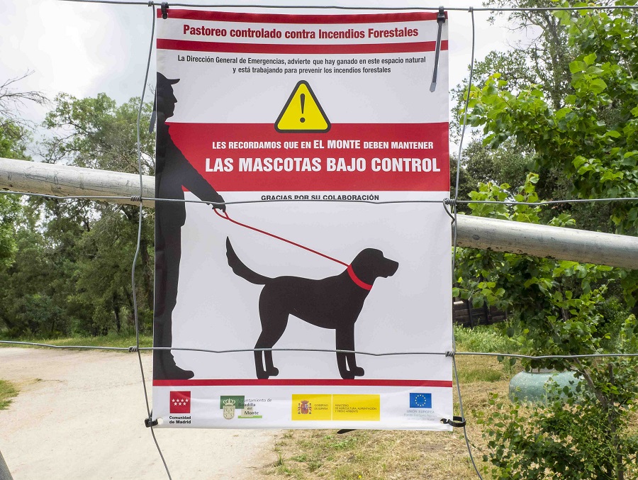 Perros controlados en el monte... para no asustar a las ovejas 'bombero'.