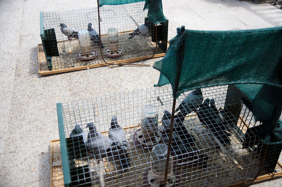 Campaña para controlar la población de palomas