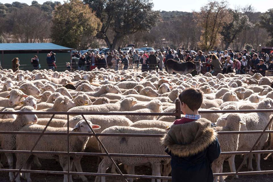 Hoy sábado Boadilla recibe a las ovejas