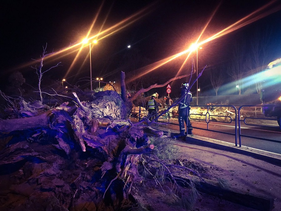 Un herido grave por la caída de un árbol. / Foto: Summa 112