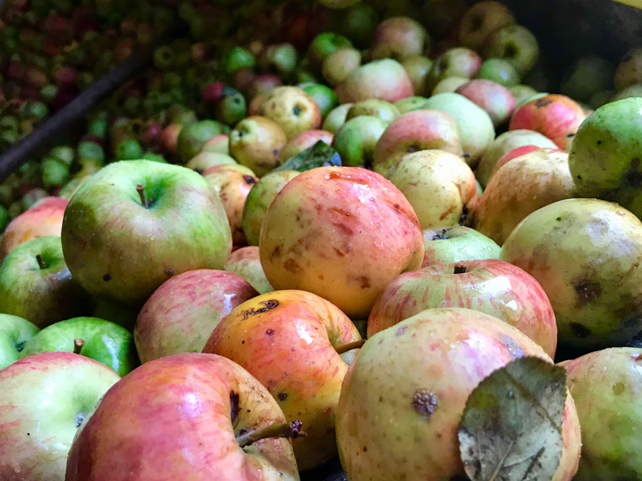 Hórreos y manzanos