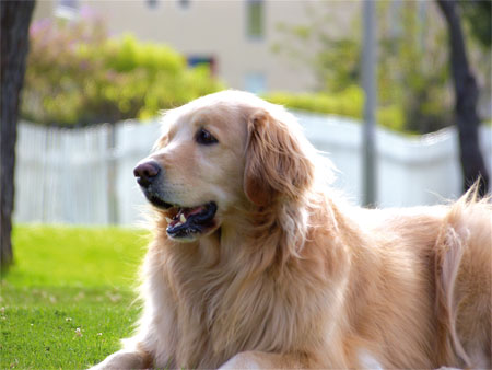 Cs pide fuentes mixtas, para personas y perros.