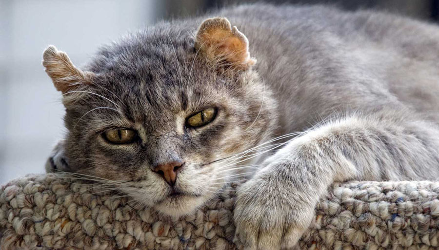 El gato se ha hecho mayor