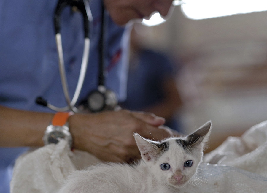 La importancia de la consulta veterinaria