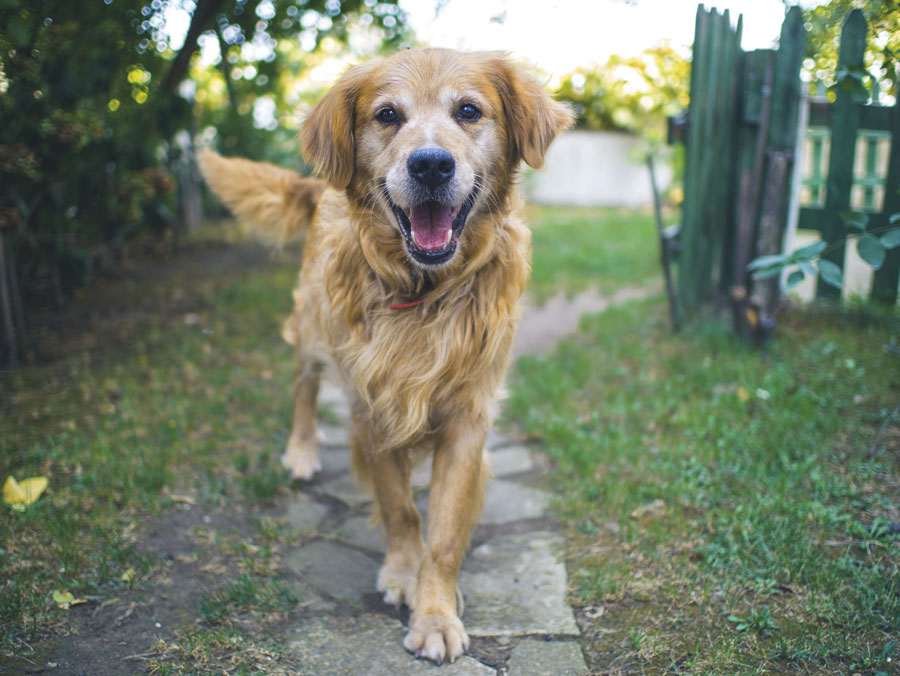 ¡Perro sano, perro feliz!