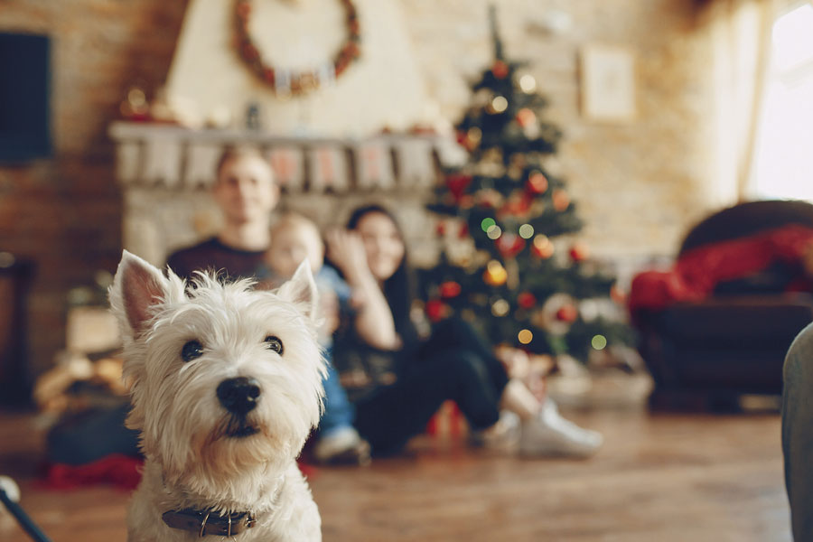 ¿Un animal de regalo?