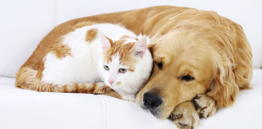 El tratamiento de los tumores mamarios en gatas y perras