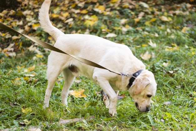 Se puede pasear al perro, pero sin hacer grupos