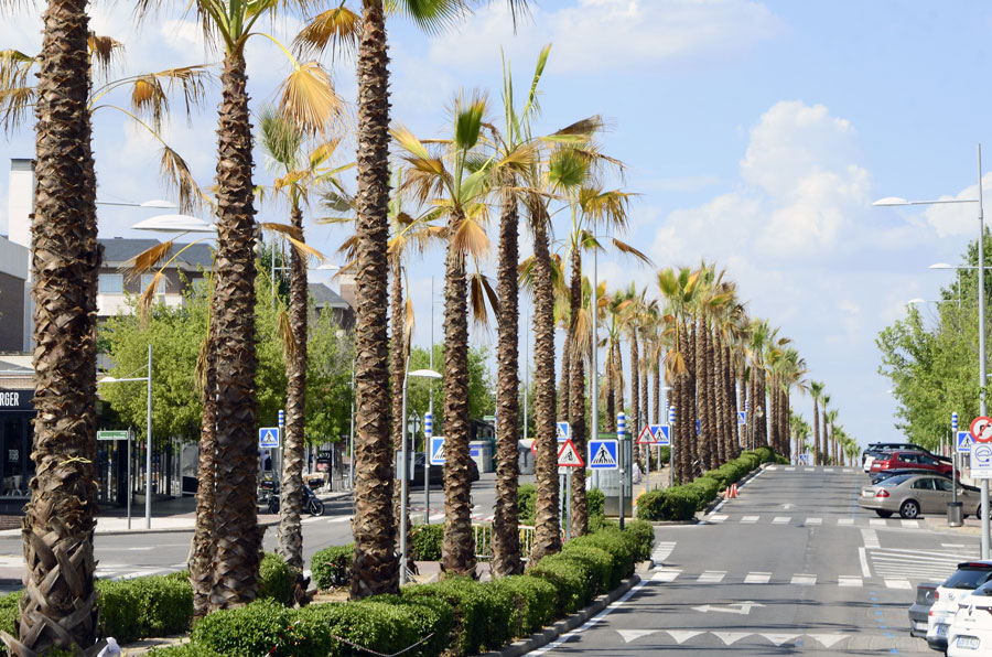 Palmeras en la avenida del Infante don Luis, en Boadilla del Monte