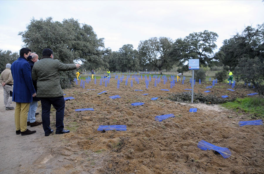 Más de 30.000 árboles y arbustos para regenerar el monte de Boadilla