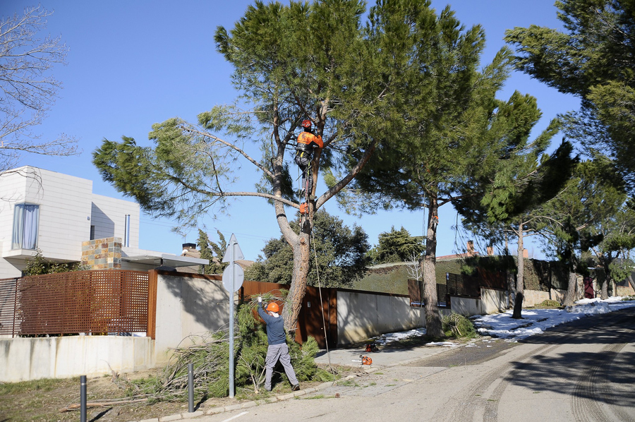 Continúa la retirada de árboles y ramas afectados por el temporal