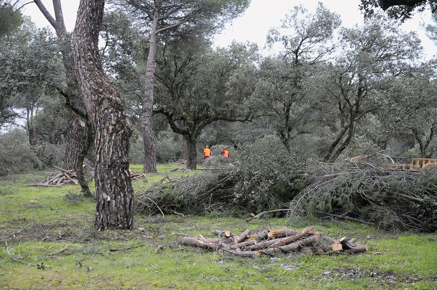 Hasta el día de 22, abierta la inscripción para recoger la leña procedente del monte, que repartirá el 24, 25 y 26 de febrero