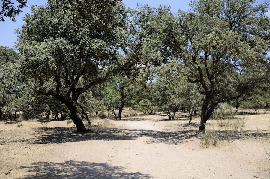 Continúa la retirada de vegetación afectada por Filomena en Boadilla del Monte