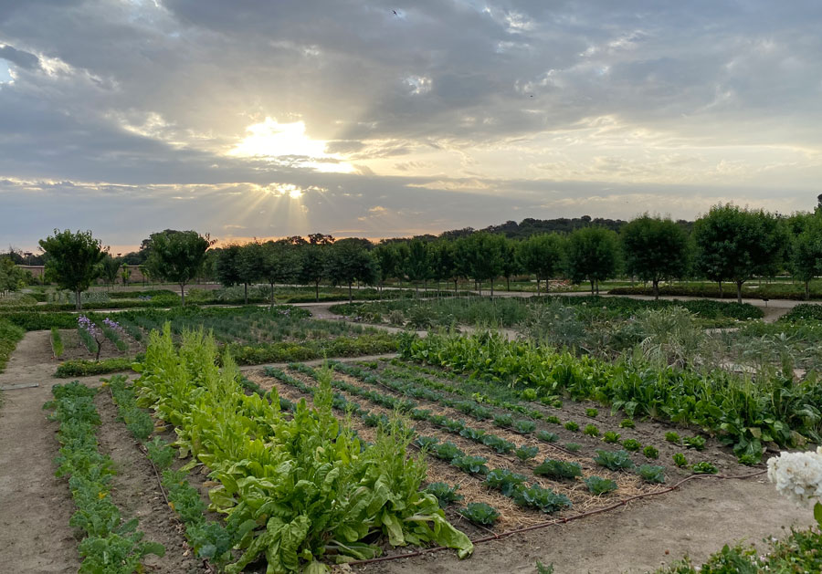 Amanecer de un día de verano en las huertas del Palacio del infante don Luis, en Boadilla del Monte