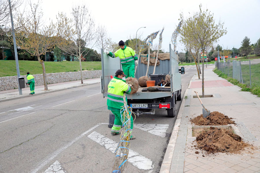 Campaña de resposición de arbolado dañado o deteriorado en Boadilla del Monte