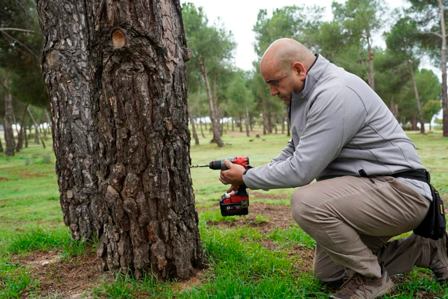 Más de mil pinos tratados con endoterapia para evitar la oruga procesionaria en Boadilla del Monte