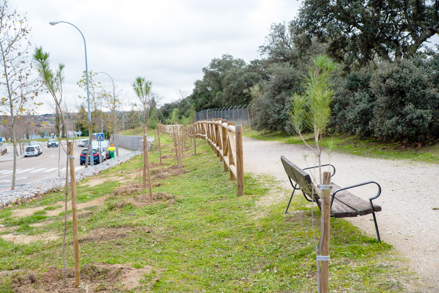 Plantados 280 nuevos pinos en las calles Condesa de Chinchón y Pedro Valdivia de Boadilla del Monte