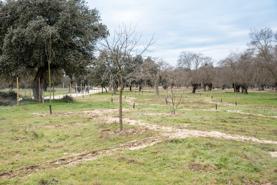 Plantados mil fresnos en la vega del Arroyo de la Fresneda en Boadilla del Monte