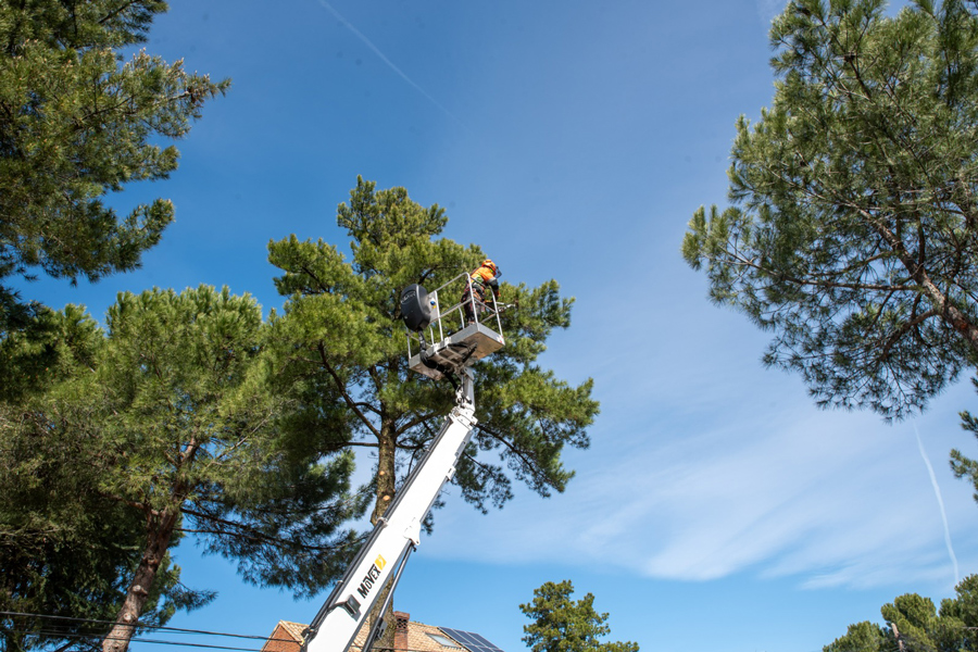 Comienza la retirada de los nidos de oruga en los pinos de la vía pública en Boadilla del Monte