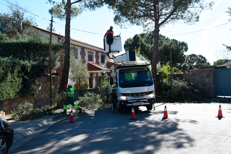 Casi 4.500 árboles podados en la campaña de este año en Boadilla del Monte