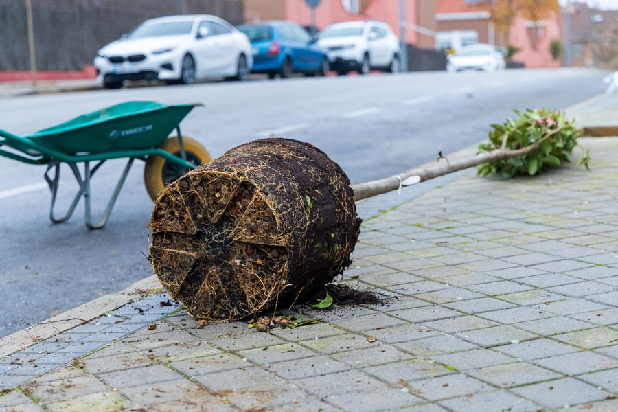 Se inicia el Plan anual de plantación de árboles con más de 1.000 ejemplares en Boadilla del Monte
