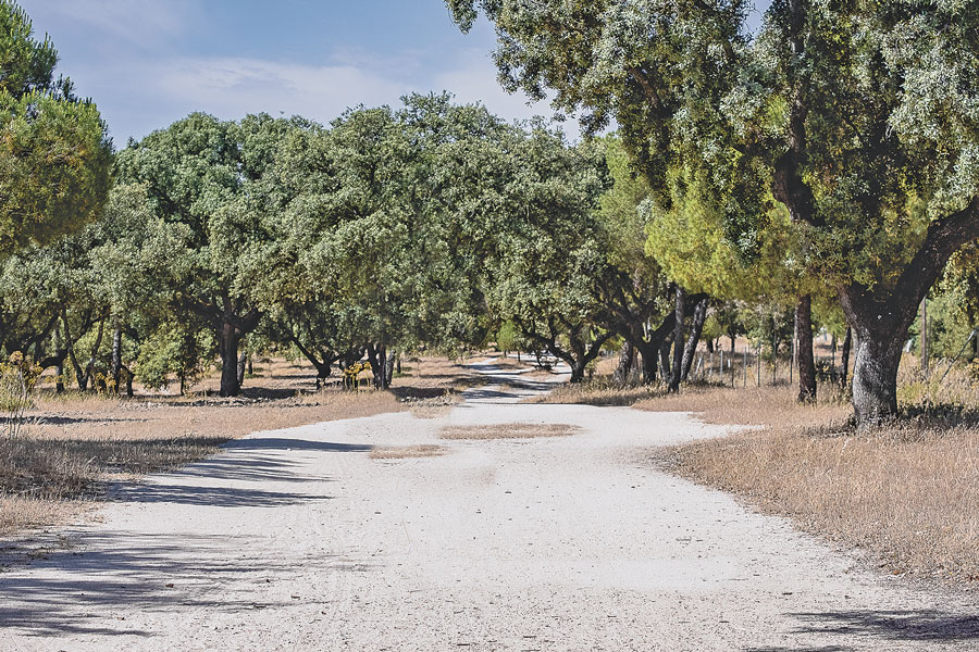 Adecuación de varios caminos y sendas para montar en bicicleta en Boadilla del Monte