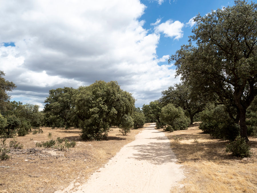 Boadilla del Monte participa en el proyecto Arco Verde Universidades