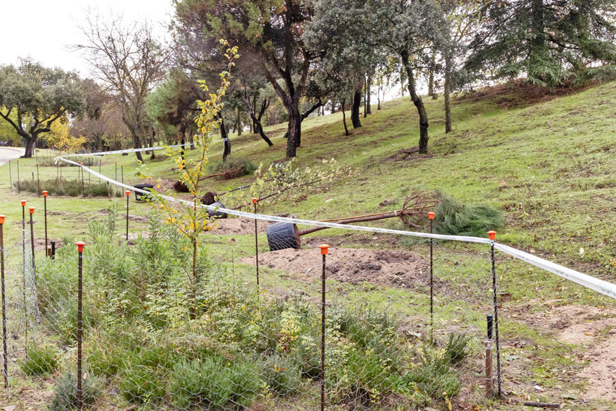 En 2025, se plantaron en Boadilla 1.360 nuevos árboles y más de 6.700 arbustos y 42.000 flores En 2025, se plantaron en Boadilla 1.360 nuevos árboles y más de 6.700 arbustos y 42.000 flores