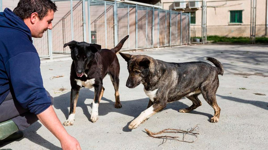 El PSOE Boadilla pide construir el Centro de Protección Animal prometido en 2019