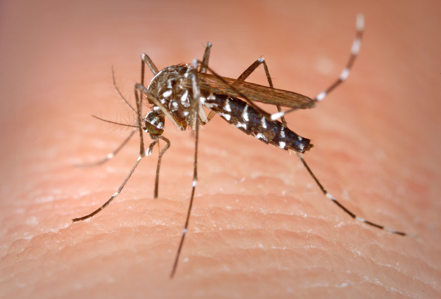 Campaña de prevención frente al mosquito tigre en Boadilla del Monte