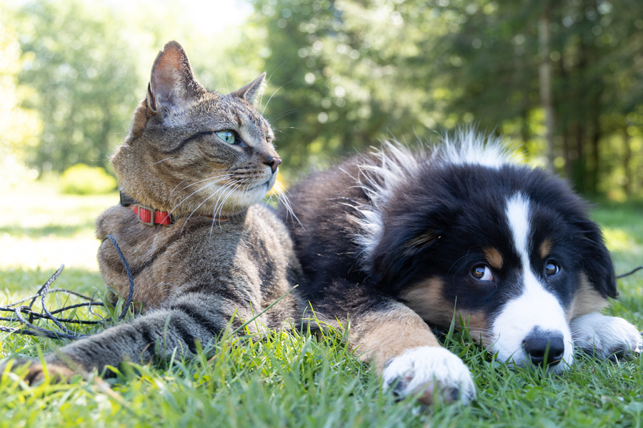  Más de 1700 mascotas censadas en Boadilla del Monte