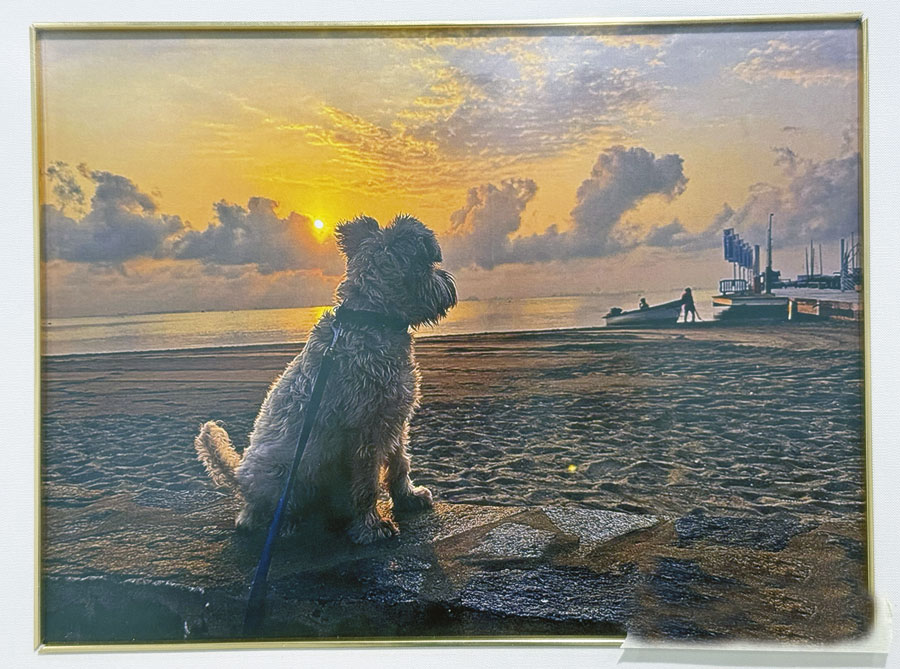 Ganadores del concurso de pintura y fotografía senior 2025 de Boadilla del Monte Ganadores del concurso de pintura y fotografía senior 2025 de Boadilla del Monte