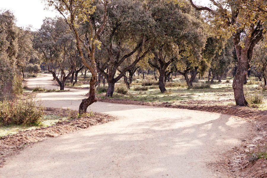 Terminada la senda para peatones y ciclistas junto a la M-516 en Boadilla del Monte