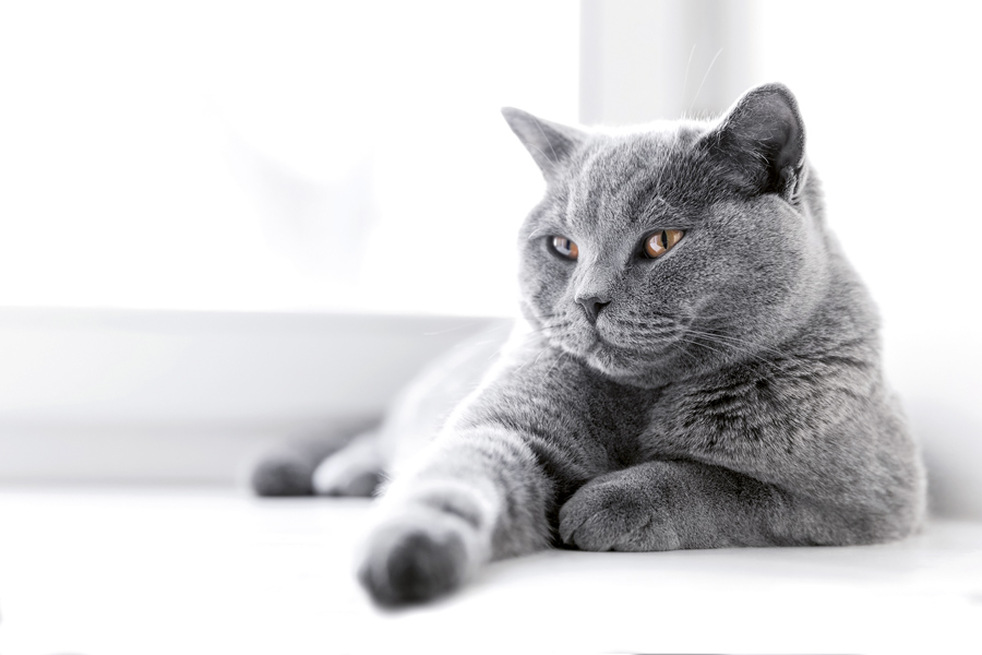 Artrosis en gatos: ¿es posible?