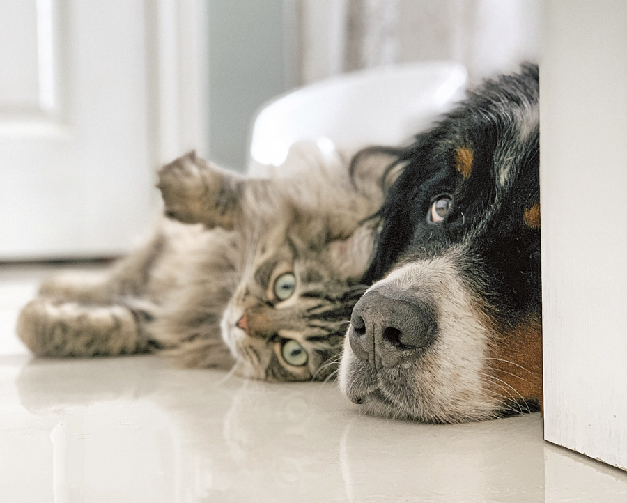 Color de malva enfermedad Detectar Test de curiosidades sobre perros y gatos