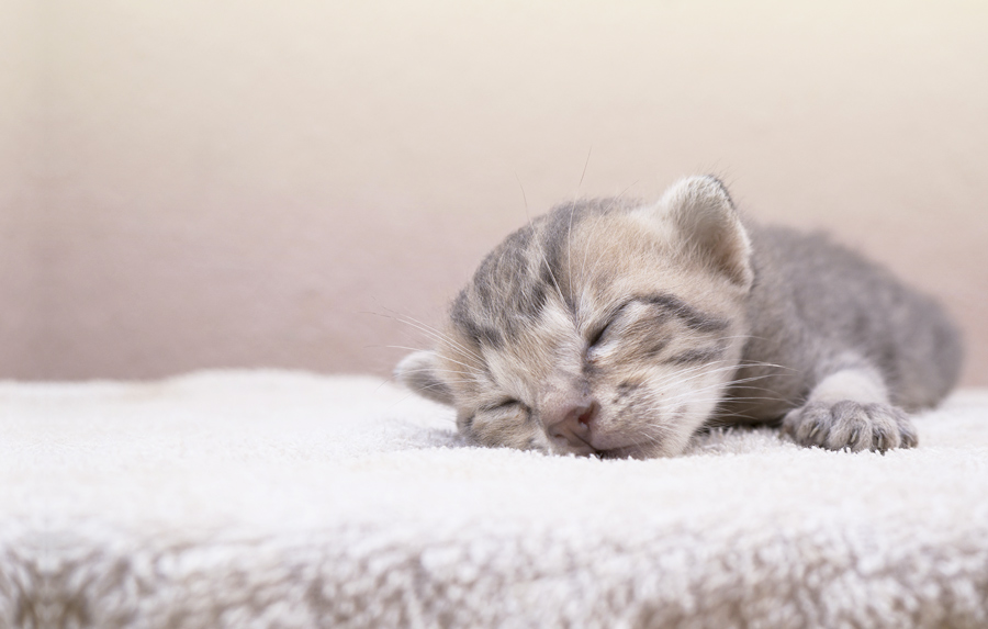 He encontrado un gatito abandonado ¿Qué hago?