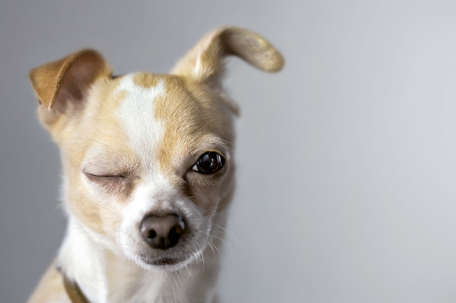 ¿Mi perro tiene problemas de próstata?