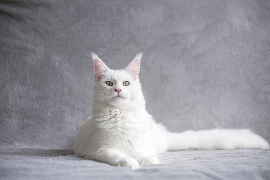 Cómo detectar el hipertiroidismo en los gatos