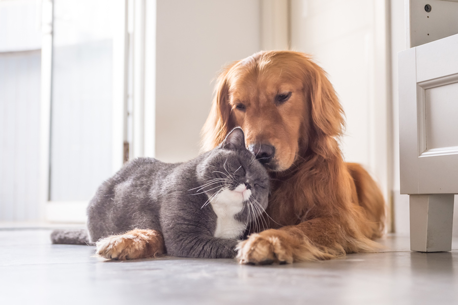 ¿Perro o gato? Adivina a quién corresponde