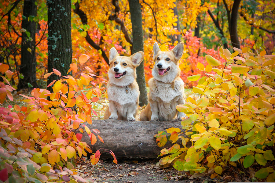 La reina y sus corgis