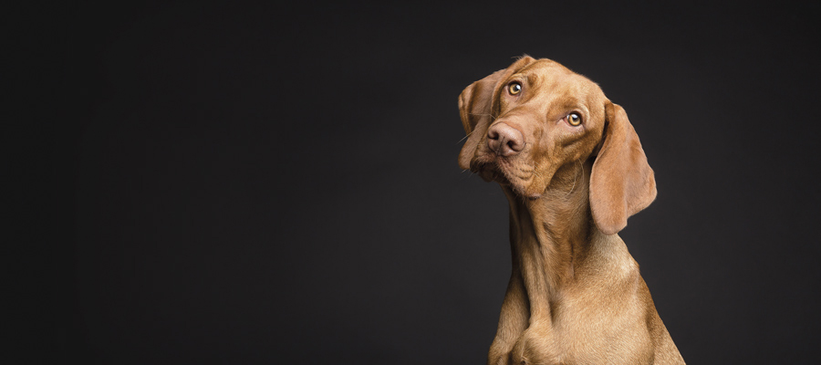 Diabetes en perros y gatos