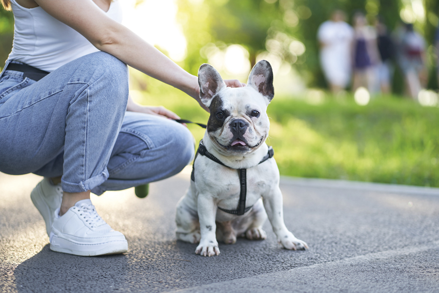 Cómo dar un buen paseo con tu perro