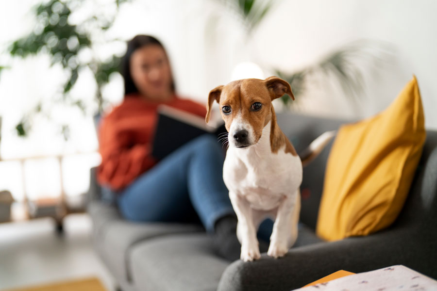 Ansiedad por separación en perros