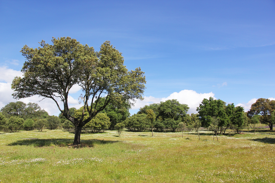 Monte de Boadilla, un espacio para disfrutar y cuidar