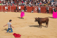 Fiestas Boadilla del Monte 2022. Encierro y suelta de reses