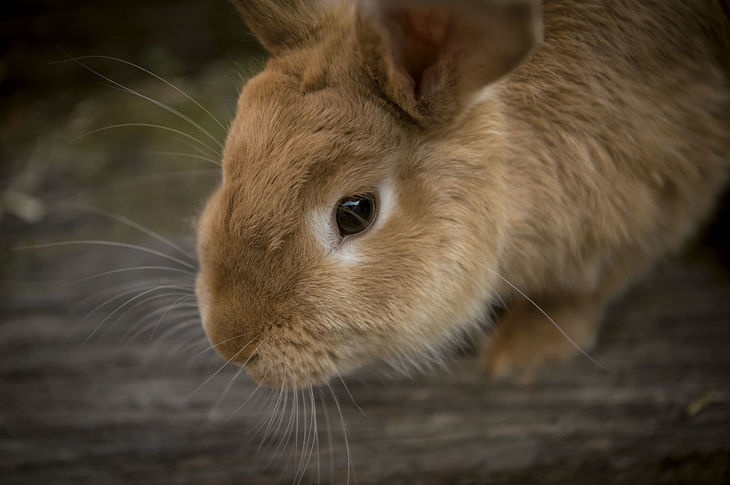 Conejos: cómo y dónde alojarlos