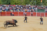 Fiestas Boadilla del Monte 2022. Encierro y suelta de reses