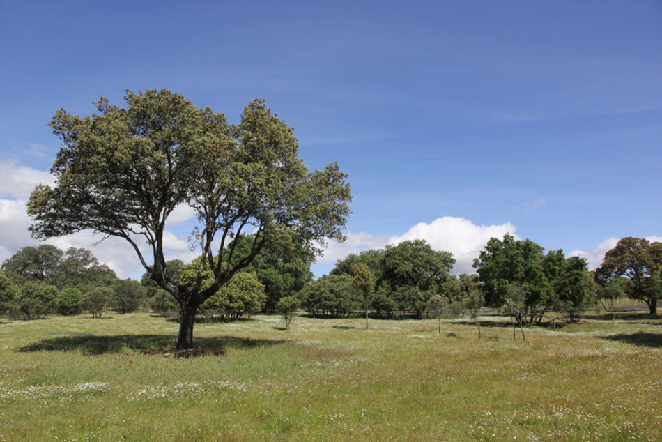 La especie arbórea predominante en el monte de Boadilla es la encina. El monte de Boadilla: ¿Nos vamos de ruta?