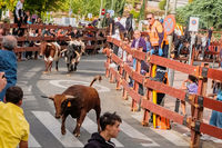 Fiestas Boadilla del Monte 2022. Encierro y suelta de reses